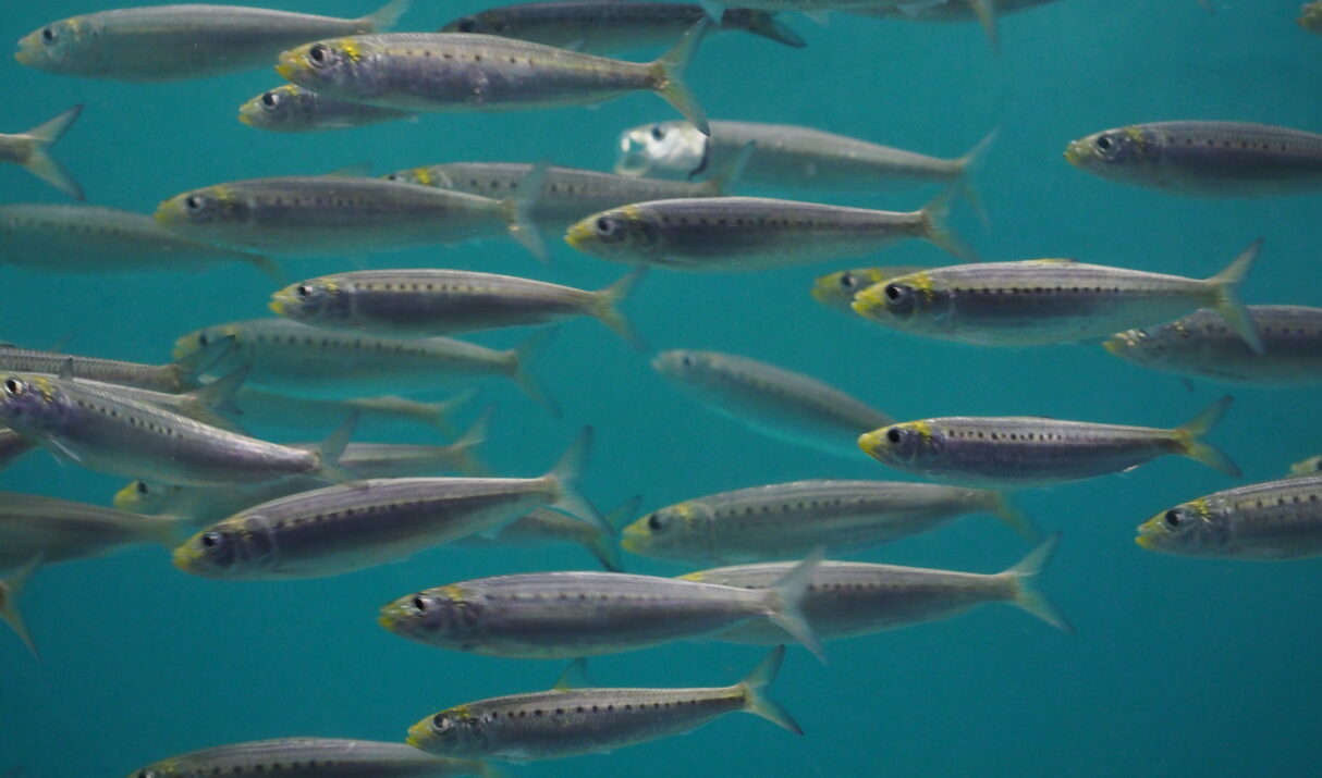 日本向け水産物輸出における漁獲証明書（CONAPESCA）対象魚種の定義